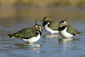 Images Dated 11th February 2005: Northern Lapwing