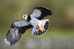 Images Dated 12th September 2005: Northern Lapwing