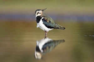 Images Dated 30th August 2005: Northern Lapwing