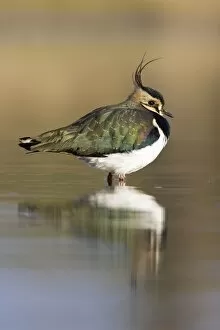 Images Dated 11th February 2005: Northern Lapwing