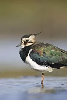 Images Dated 12th September 2005: Northern Lapwing