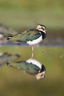 Images Dated 12th September 2005: Northern Lapwing