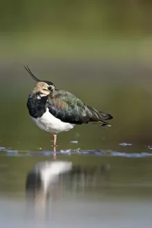 Images Dated 12th September 2005: Northern Lapwing