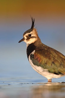 Images Dated 14th August 2003: Northern Lapwing