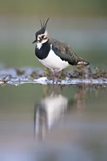 Images Dated 2nd September 2003: Northern Lapwing