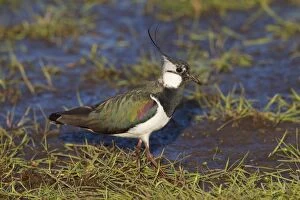 Images Dated 2nd May 2015: Northern Lapwing adult male