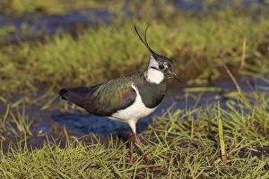 Images Dated 2nd May 2015: Northern Lapwing adult male