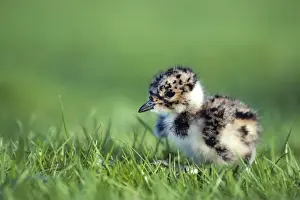 Lapwings Prints: Northern Lapwing - chick