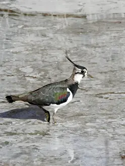 Northern Lapwing. Coto Donana National parck - Spain