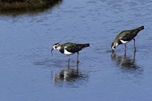 Images Dated 13th September 2005: Northern Lapwing - two feeding. Coto Donana National park - Spain