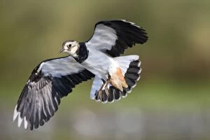 Northern Lapwing - Immature bird in-flight low over wetland