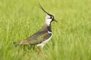 Images Dated 15th May 2008: Northern Lapwing - Male in breeding season