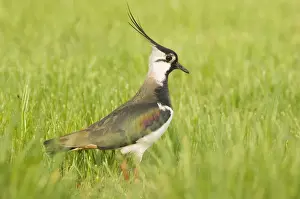 Lapwings Prints: Northern Lapwing - Male in breeding season - The Netherlands - Overijssel
