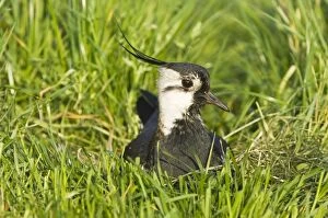 Northern Lapwing - Male on nest