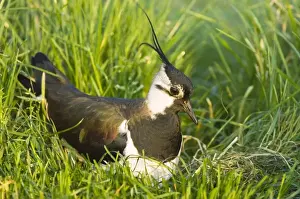 Lapwings Prints: Northern Lapwing - Male on nest - The Netherlands - Overijssel