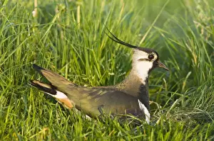 Lapwings Prints: Northern Lapwing - Male on nest - The Netherlands - Overijssel
