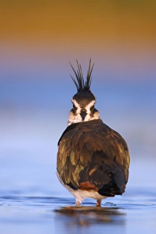Images Dated 14th August 2003: Northern Lapwing Waterlevel perspective, showing sucken eye-sockets for peripheral vision