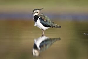 Northern Lapwing - Waterlevel perspective of adult bird in the shallows of a wetland