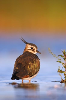 Images Dated 14th August 2003: Northern Lapwing Waterlevel perspective of bird standing in shallow water. Cleveland, UK