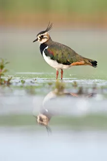 Plover Gallery: Northern Lapwing - Waterlevel perspective of bird standing in shallow water