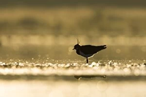 Northern Lapwing - Waterlevel silhouette of bird feeding in shallows of wetland at sunrise