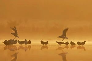 Morning Gallery: Northern Lapwings and black-headed gulls (Larus ridibundus) Silhouette of birds roosting in shallow flood meadow at sunrise