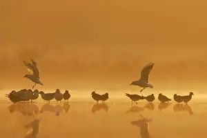 Floods Prints: Northern Lapwings and black-headed gulls Silhouette of birds roosting in shallow flood meadow at sunrise
