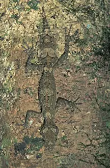 Leaf Tailed Prints: Northern Leaf-tailed Gecko - Lamington Nationalpark - Australia