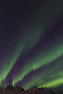 Northern Lights - Aurora Borealis over the Lofoten - Norway