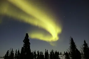 Arty Collection: Northern lights / Aurora borealis - in night sky over conifer forest. Churchill. Manitoba. Canada