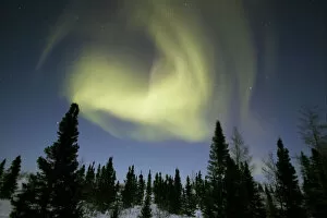 Northern lights / Aurora borealis - in night sky over conifer forest