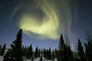 Northern lights / Aurora borealis - in night sky over conifer forest Northern lights / Aurora borealis - in night sky over conifer forest