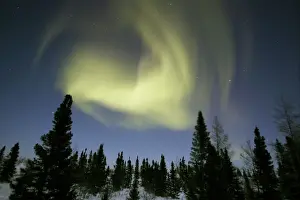 Weather Prints: Northern lights / Aurora borealis - in night sky over conifer forest