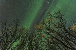Borealis Gallery: Northern Lights / Aurora Borealis with trees