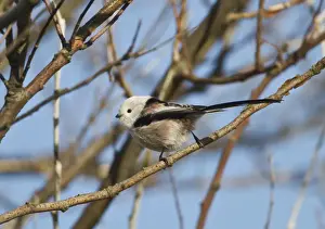 Long Tailed Prints: Northern Long-tailed Tit - (all white head) vagrant - Southwold - Suffolk - October