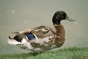 Mallards Prints: Northern Mallard - male - entering eclipse plummage