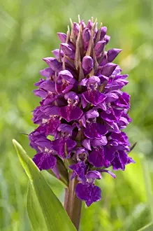 Northern Marsh-Orchid - close up of flower head - North Uist - Outer Hebrides - Scotland