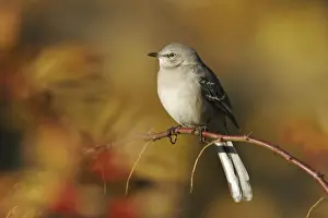 Mockingbird Prints: Northern Mockingbird