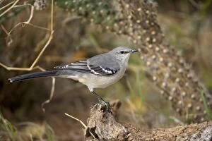 Images Dated 17th November 2007: Northern Mockingbird - Excellent songster - Some are excellent mimics of other species - Eats