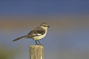 Images Dated 26th October 2005: Northern Mockingbird - on fence post Lake Kissimee, florida, USA BI000984