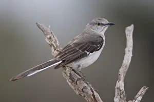 Mockingbird Prints: Northern Mockingbird South Texas in March