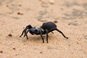 Images Dated 29th February 2008: Northern Mouse Spider At Mt Barnett, Gibb River Road, Kimberley, Western Australia