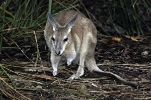 Images Dated 26th July 2012: Northern Nail-tailed Wallaby