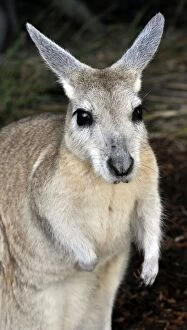 Images Dated 26th July 2012: Northern Nail-tailed Wallaby