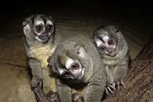Northern Night Monkey / Douroucouli / Owl Monkey