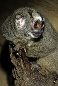 Northern Night Monkey / Douroucouli / Owl Monkey - nocturnal - Brazil