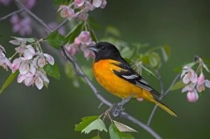 Images Dated 2nd June 2005: Northern Oriole - Male, in Apple tree Ontario, Canada _TPL7774