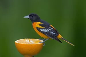 Northern Oriole - Male feeding on half an orange at a feeder, May
