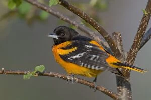 Images Dated 2nd June 2005: Northern Oriole - Male, May Great Lakes Region, Point Pelee, Ontario, Canada _TPL7598