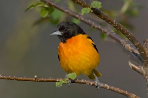 Images Dated 2nd June 2005: Northern Oriole - Male, May Great Lakes Region, Point Pelee, Ontario, Canada _TPL7613